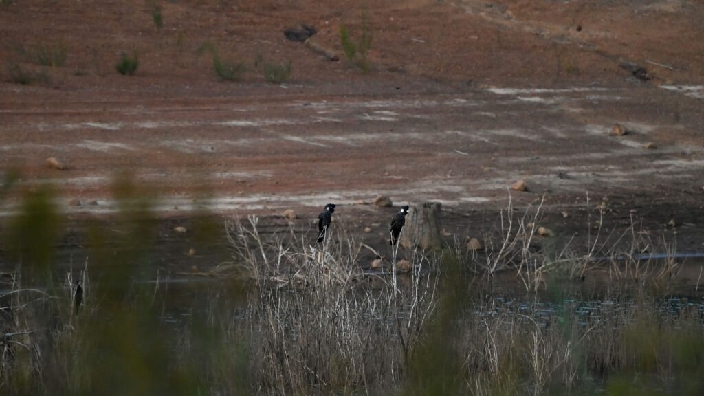 BLACK COCKATOO SURVEY WA