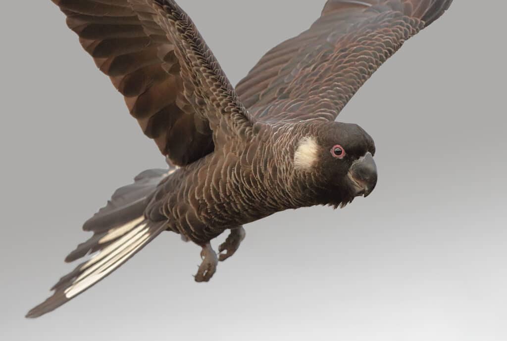 Carnabys Black Cockatoo