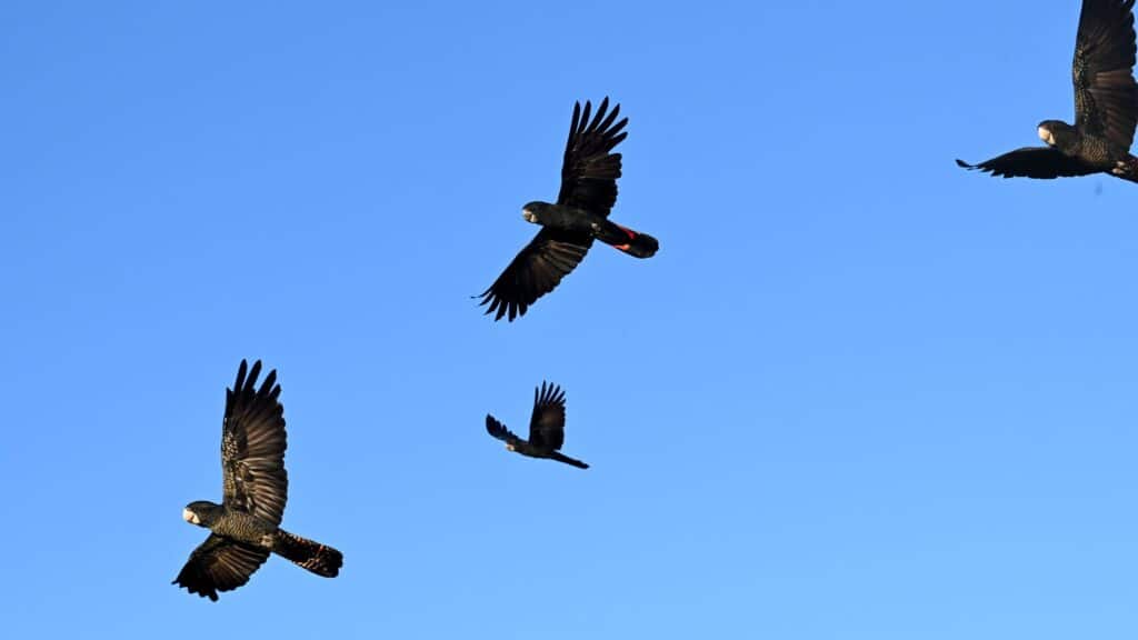 RED TAIL BLACK COCKATOO​