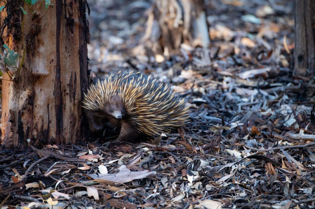 australian fauna management