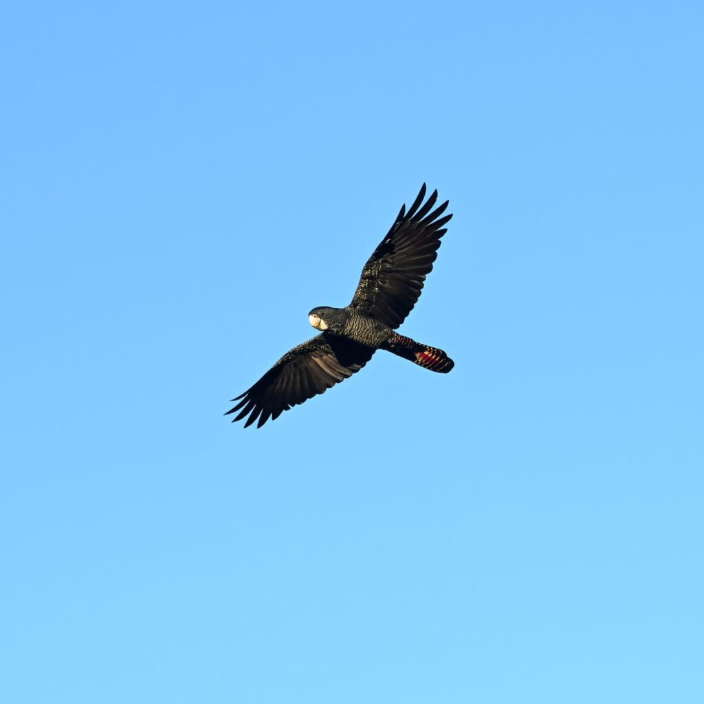 black cockatoo wa