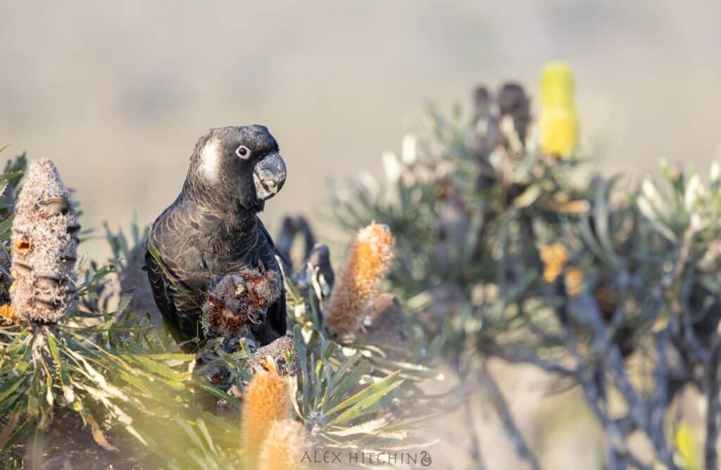 Section 40 fauna relocation permits wa