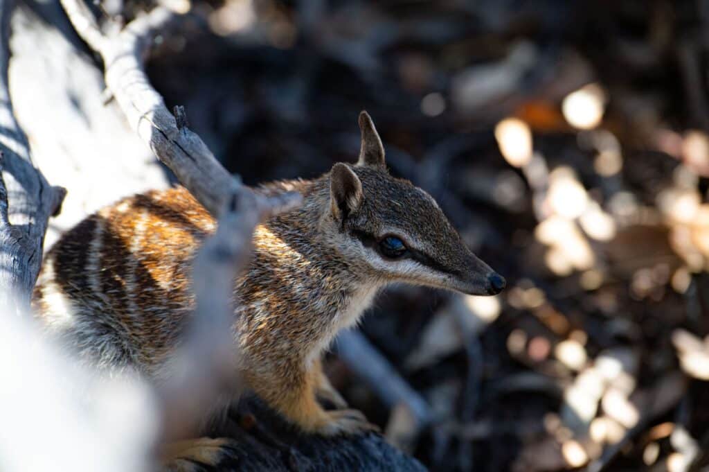 Section 40 permit consultants wa