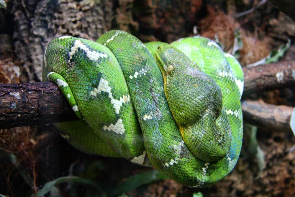 Snake Relocation Courses wa