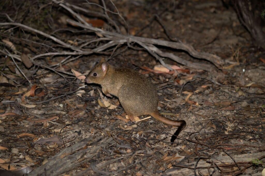 animal pest management services Wa