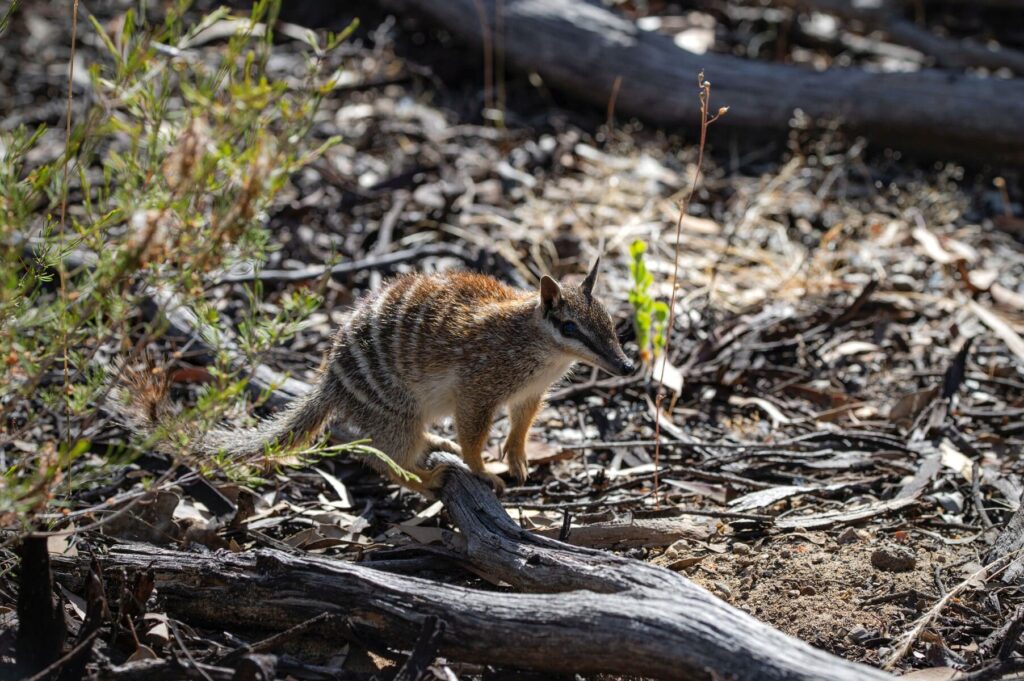 development fauna risk analysis wa
