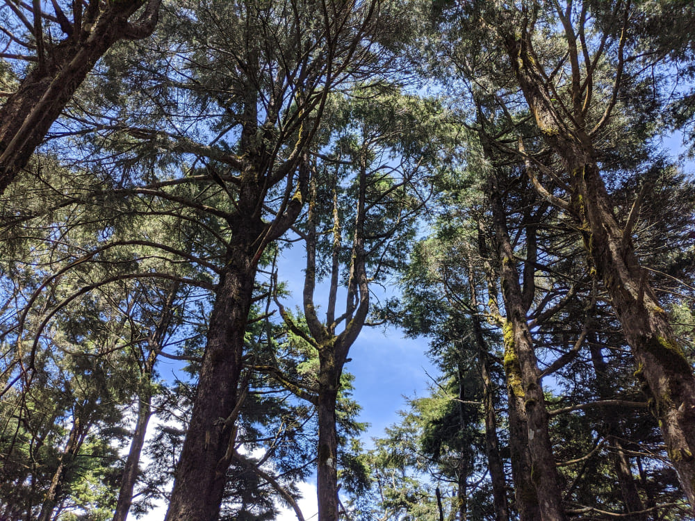 dieback risk mapping WA