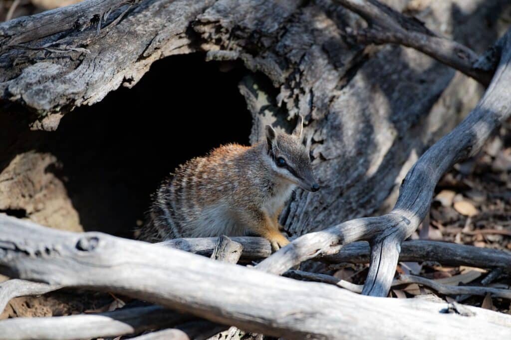 environmental approvals fauna wa