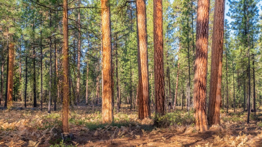 environmental compliance consulting WA