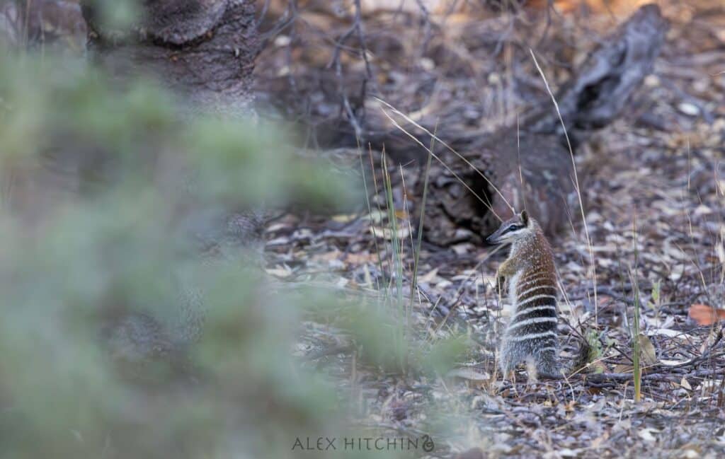 fauna spotter catcher wa