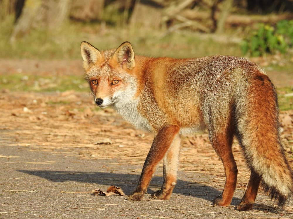 feral animal control Wa