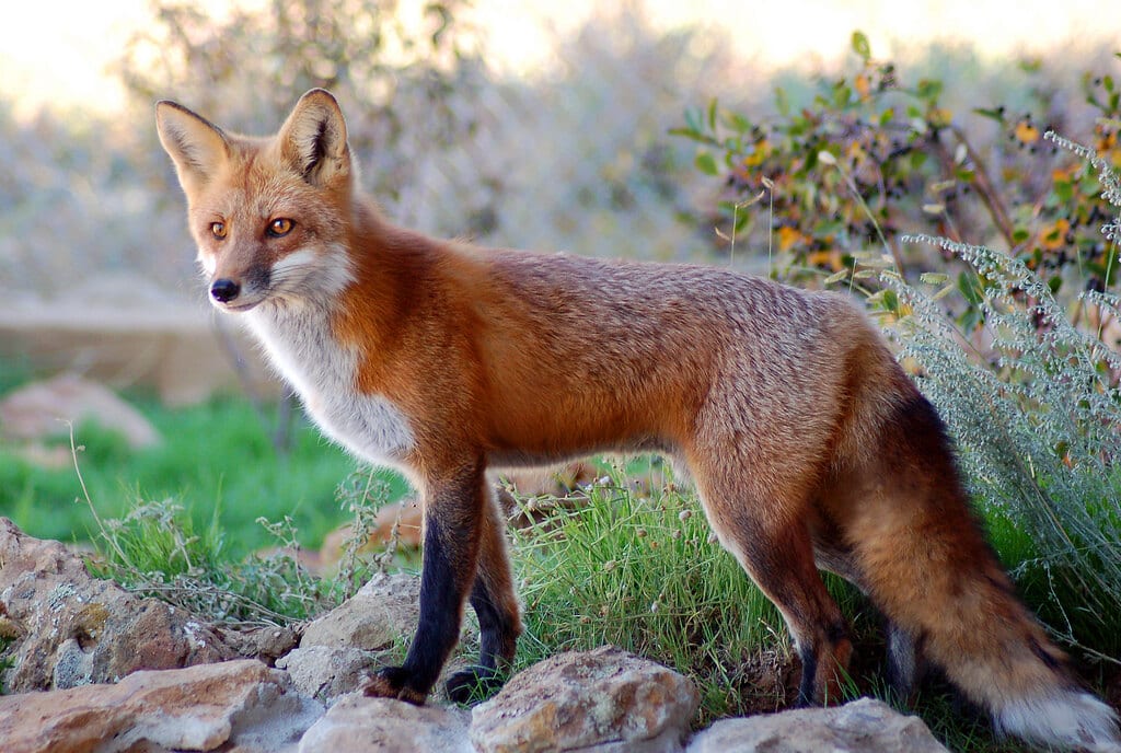 feral animal management wa