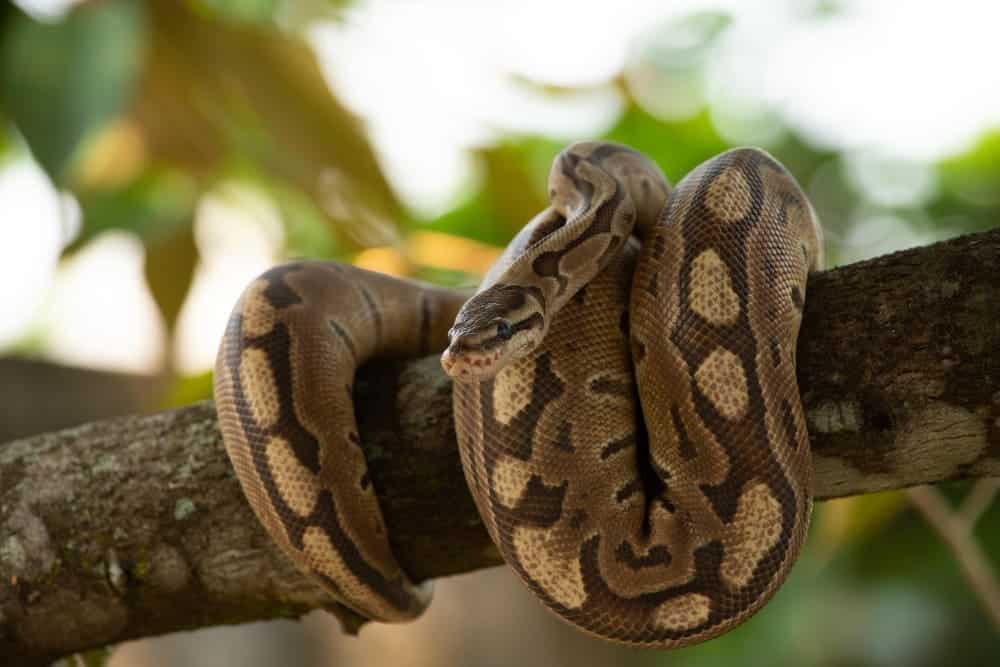 snake catching course wa