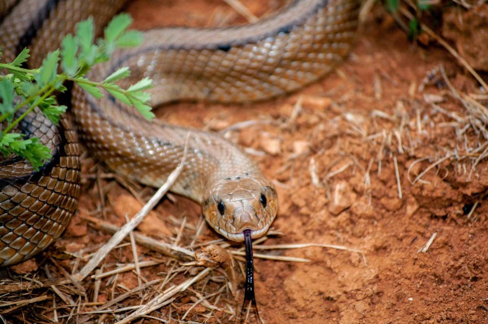 snake training wa